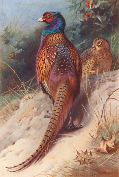 Pheasant (Male and Female) by Archibald Thorburn