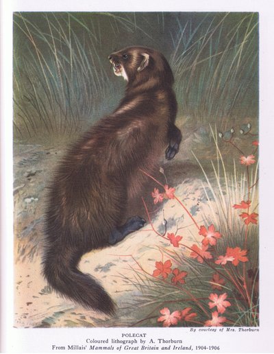 Polecat, Nature in Britain by Archibald Thorburn
