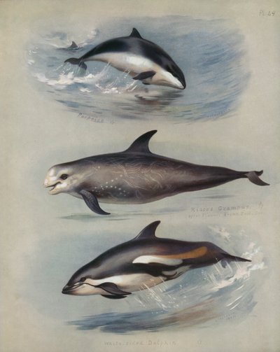 Porpoise, Risso