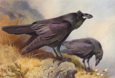 Raven by Archibald Thorburn