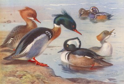 Red-Breasted Merganser (male and female), Harlequin Duck (male and female), Hooded Merganser (male and female) by Archibald Thorburn