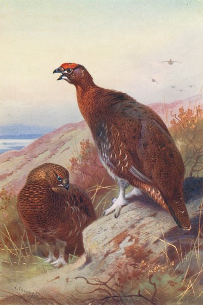 Red Grouse (male and female) by Archibald Thorburn