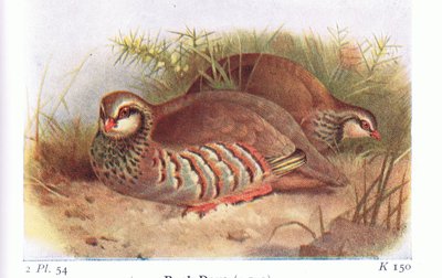 Red Legged Partridge, from Birds of the British Isles and Their Eggs by Archibald Thorburn