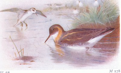 Red Necked Phalarope (summer and autumn), from Birds of the British Isles and Their Eggs by Archibald Thorburn