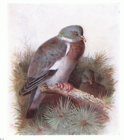 Ring Dove, from Birds of the British Isles and Their Eggs by Archibald Thorburn