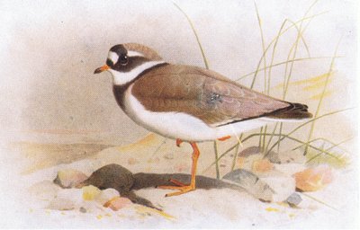 Ringed Plover, from Birds of the British Isles and Their Eggs by Archibald Thorburn