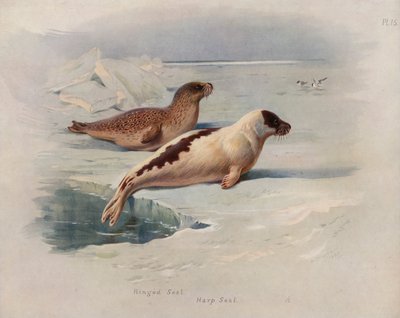 Ringed Seal, Harp Seal by Archibald Thorburn