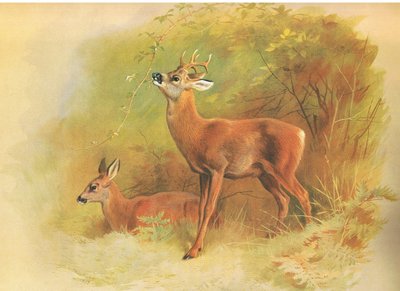 Roe Deer, from Thorburn