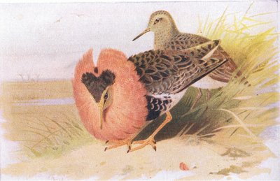 Ruffs and Reeves, from Birds of the British Isles and Their Eggs by Archibald Thorburn