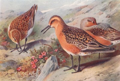 Sanderling (summer), Knot (summer) by Archibald Thorburn