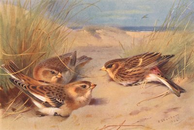 Snow-Bunting (winter), Twite by Archibald Thorburn