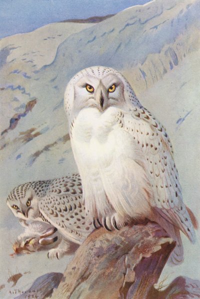 Snowy Owl by Archibald Thorburn