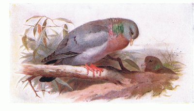 Stock Dove, from Birds of the British Isles and Their Eggs by Archibald Thorburn