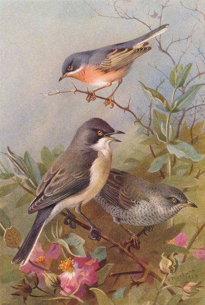 Subalpine Warbler, Orphean Warbler, Barred Warbler by Archibald Thorburn
