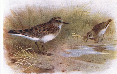 Temmincks Stint, from Birds of the British Isles and Their Eggs by Archibald Thorburn