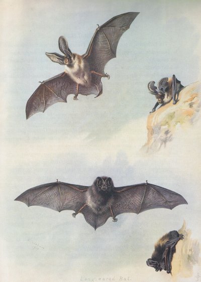 The Barbastelle by Archibald Thorburn
