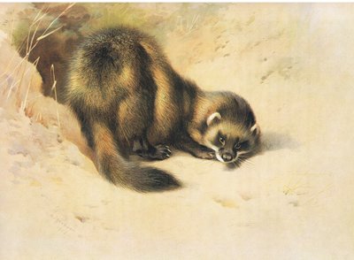 The Polecat, from Thorburn
