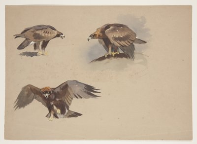 Three small sketches of a golden eagle, c.1915 by Archibald Thorburn