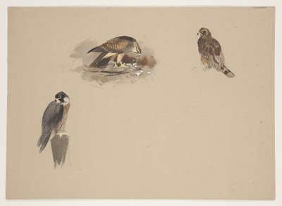 Three small vignettes of peregrine falcon and 2 other birds of prey, c.1915 by Archibald Thorburn