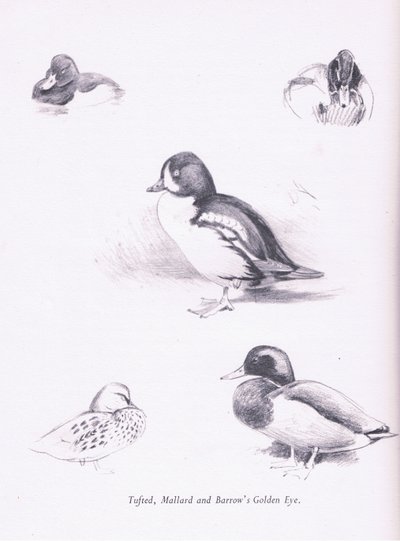 Tufted Ducks, Mallards, Barrows Goldeneye by Archibald Thorburn