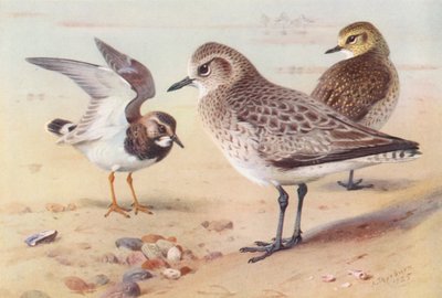 Turnstone (winter), Grey Plover (winter), Golden Plover (winter) by Archibald Thorburn