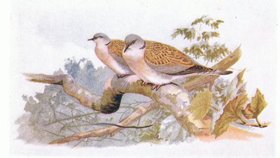 Turtle Dove, from Birds of the British Isles and Their Eggs by Archibald Thorburn
