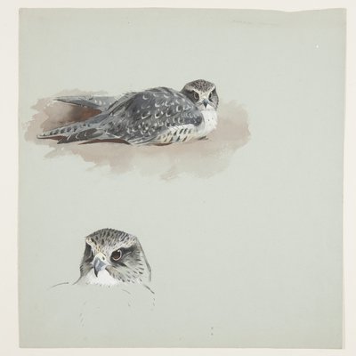 Two colour sketches of merlin, c.1915 by Archibald Thorburn