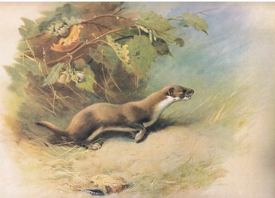 Weasel, from Thorburn