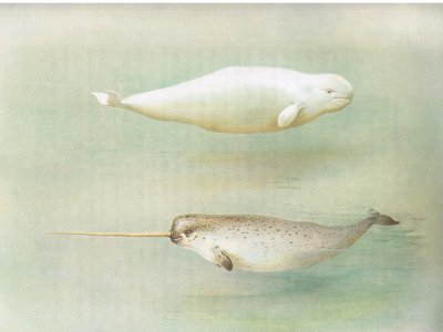 White Whale and Narwhal, from Thorburn