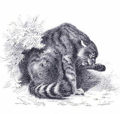 Wild Cat, from Thorburn
