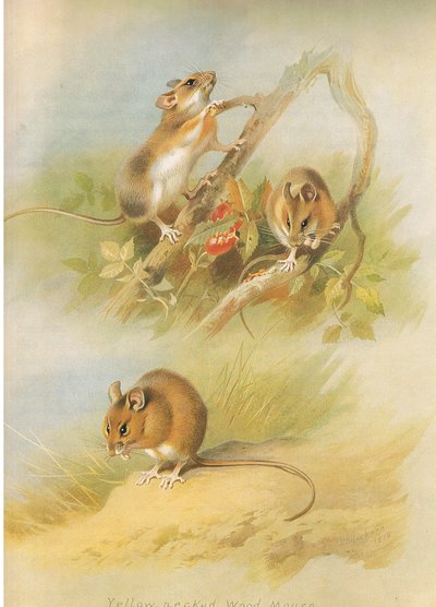 Yellow Necked Mouse and St Kilda Woodmouse, from Thorburn