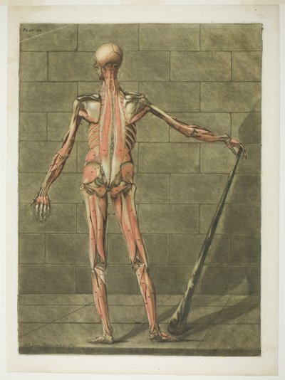 Posterior View of Muscle Man, plate nine from Complete Anatomy Course by Arnauld Eloi Gautier D