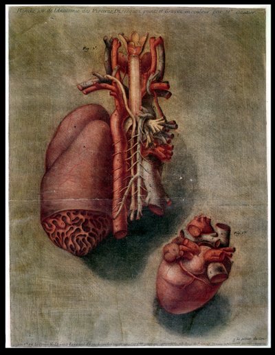 The Heart (plate from 
