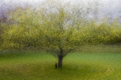 Dreamy Green Tree by Arne Östlund