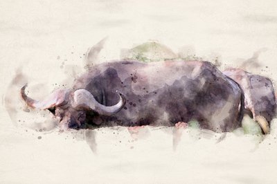 African Buffalo Watercolor by Arno Du Toit