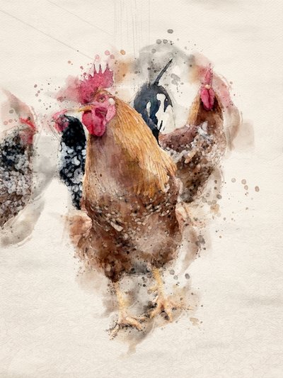 Watercolor Farm Roosters by Arno Du Toit
