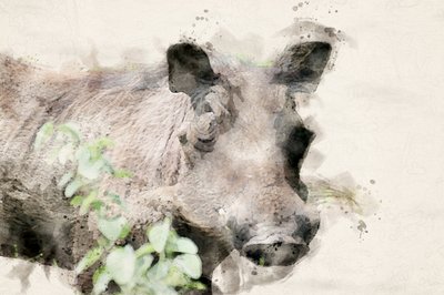 Watercolor Warthog Portrait by Arno Du Toit
