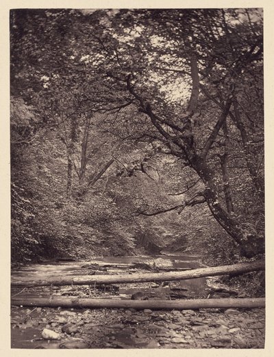 Fallen Trees in Forest by Arthur Brown