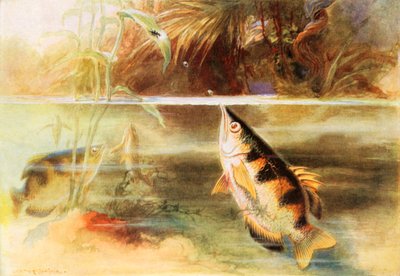 A Sportsman Among Fishes by Arthur Twidle