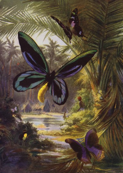 Beautiful Butterflies: Troides Alexandrae, the Largest of All Butterflies by Arthur Twidle