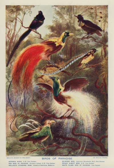 Birds of Paradise by Arthur Twidle