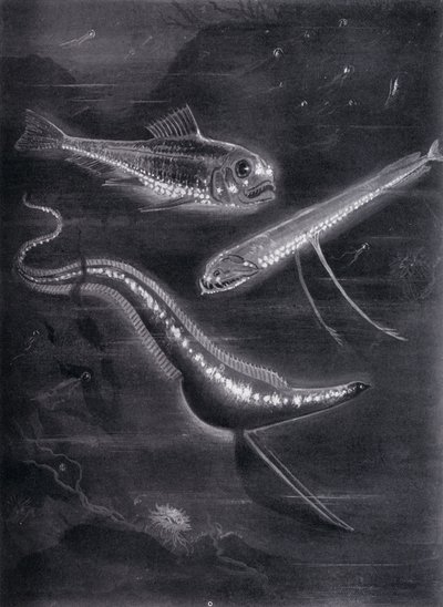 Self-Luminant Fishes by Arthur Twidle
