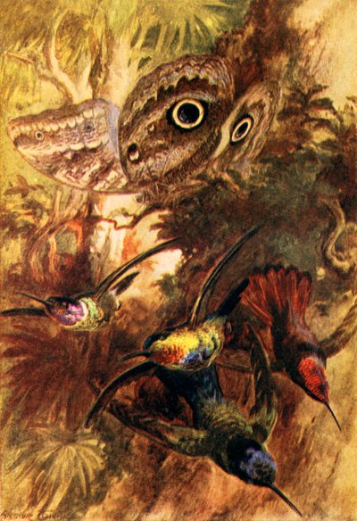 The Owl Butterfly by Arthur Twidle