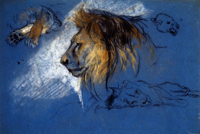 Study of a Lion, c.1905 by Arthur Wardle