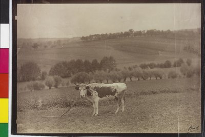 Cow - Catfish Pinto by Artist Unknown