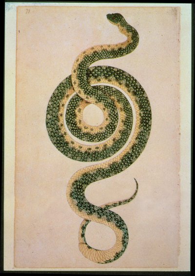 Snake (engraving) by Artist Unknown