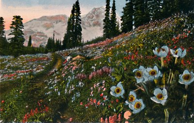 The Anemone in Mount Rainier National Park by Asahel Curtis