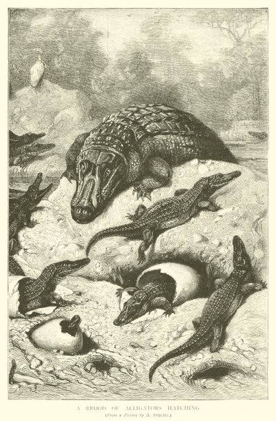 A Brood of Alligators Hatching by August Specht