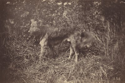 Study of a Dog, late 1870s by Auguste Giraudon