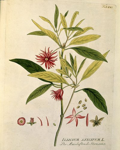 Botanical: 